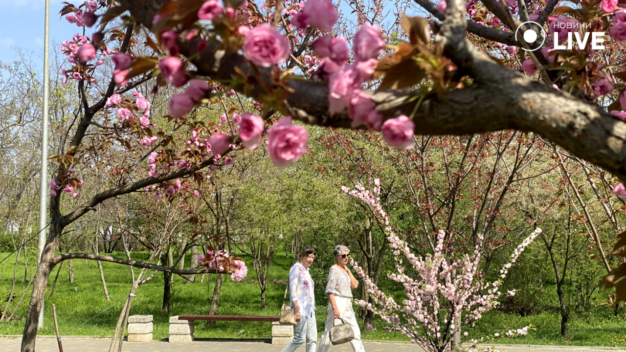 Чаруючі сакури в одеському парку Перемоги очима Новини.LIVE — фоторепортаж - фото 2