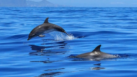 Тысячи дельфинов погибли в Черном море: одесский эколог о преступлениях россиян - 285x160