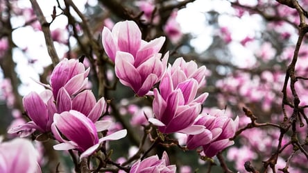 Морози знищують магнолію — що треба зробити вже зараз - 285x160