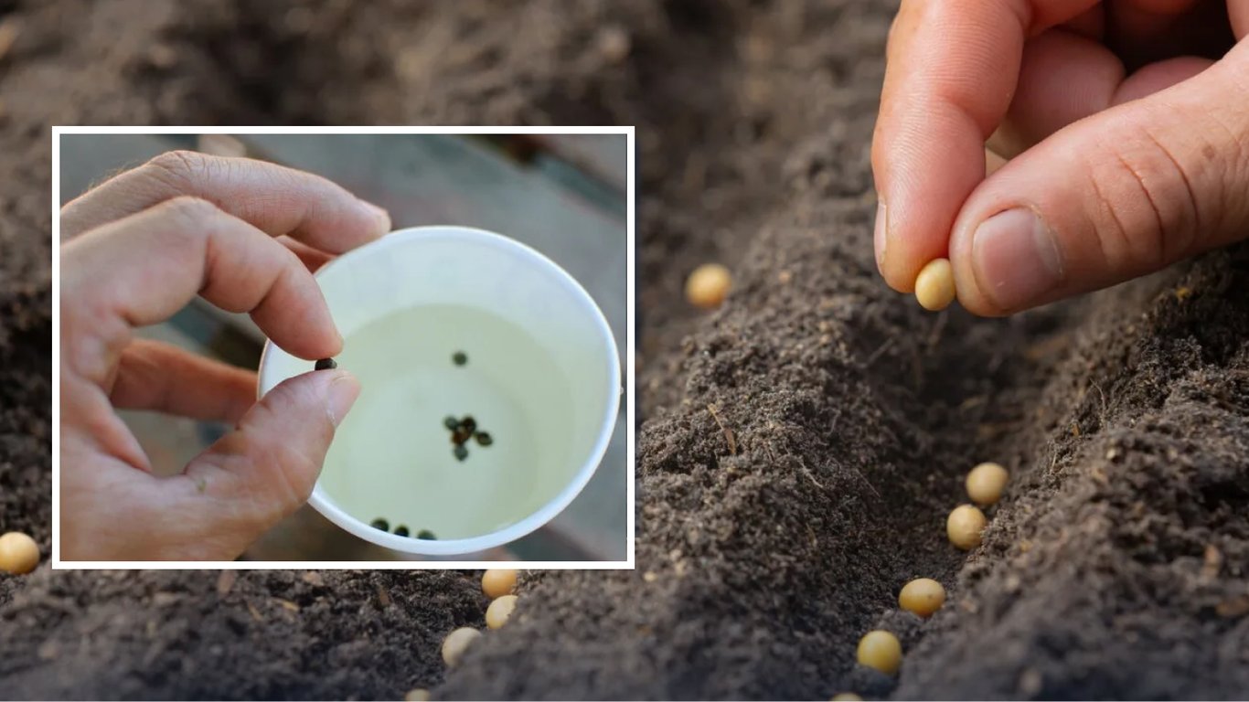 Яке насіння не можна замочувати перед посівом: поради щедрого врожаю
