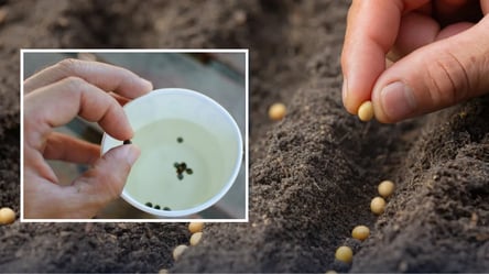 Не замачивайте эти семена перед посевом: ошибка, снижающая урожай - 290x160