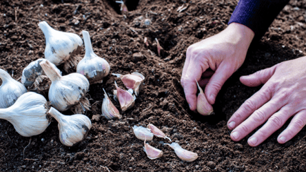 Коли слід садити озимий часник у жовтні 2025 — місячний календар - 285x160