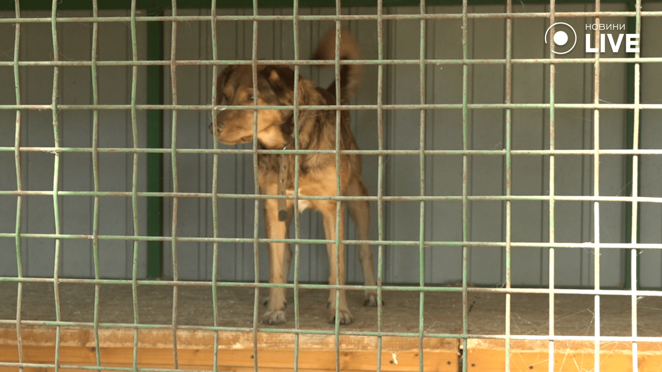 Собак виліз на будку у вольєрі