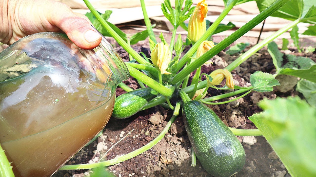 Полив кабачков под корневую систему.