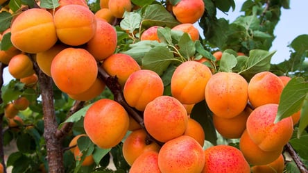 Холод не завадить врожаю — перевірений сорт абрикоса - 285x160
