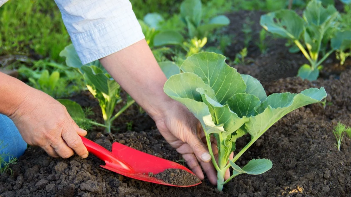 Что посадить возле капусты, чтобы собрать щедрый урожай 