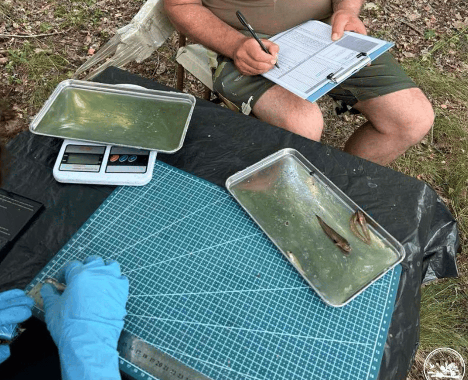 Риби у Чорнобилі