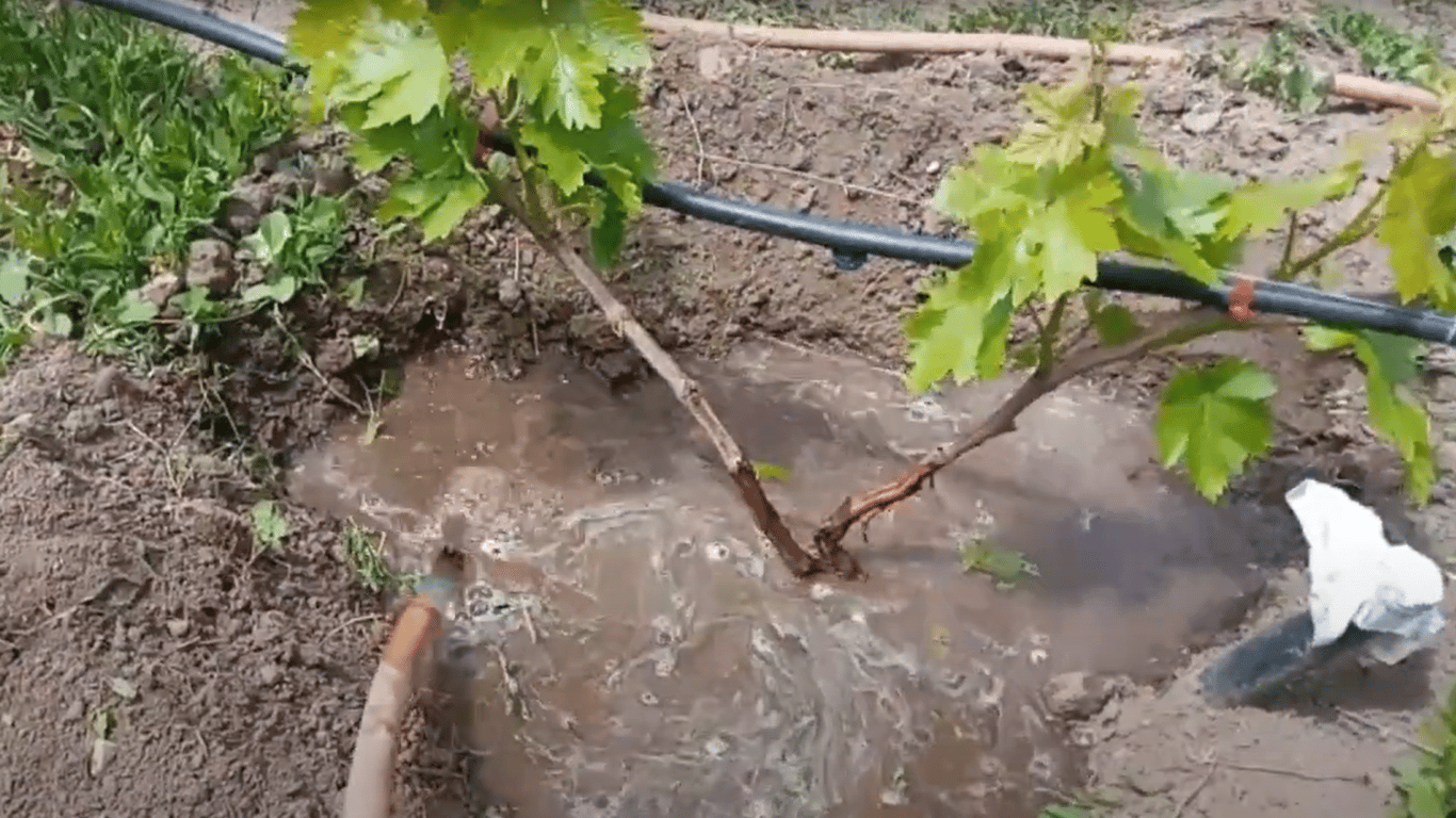 Процесс подкормки винограда на огороде