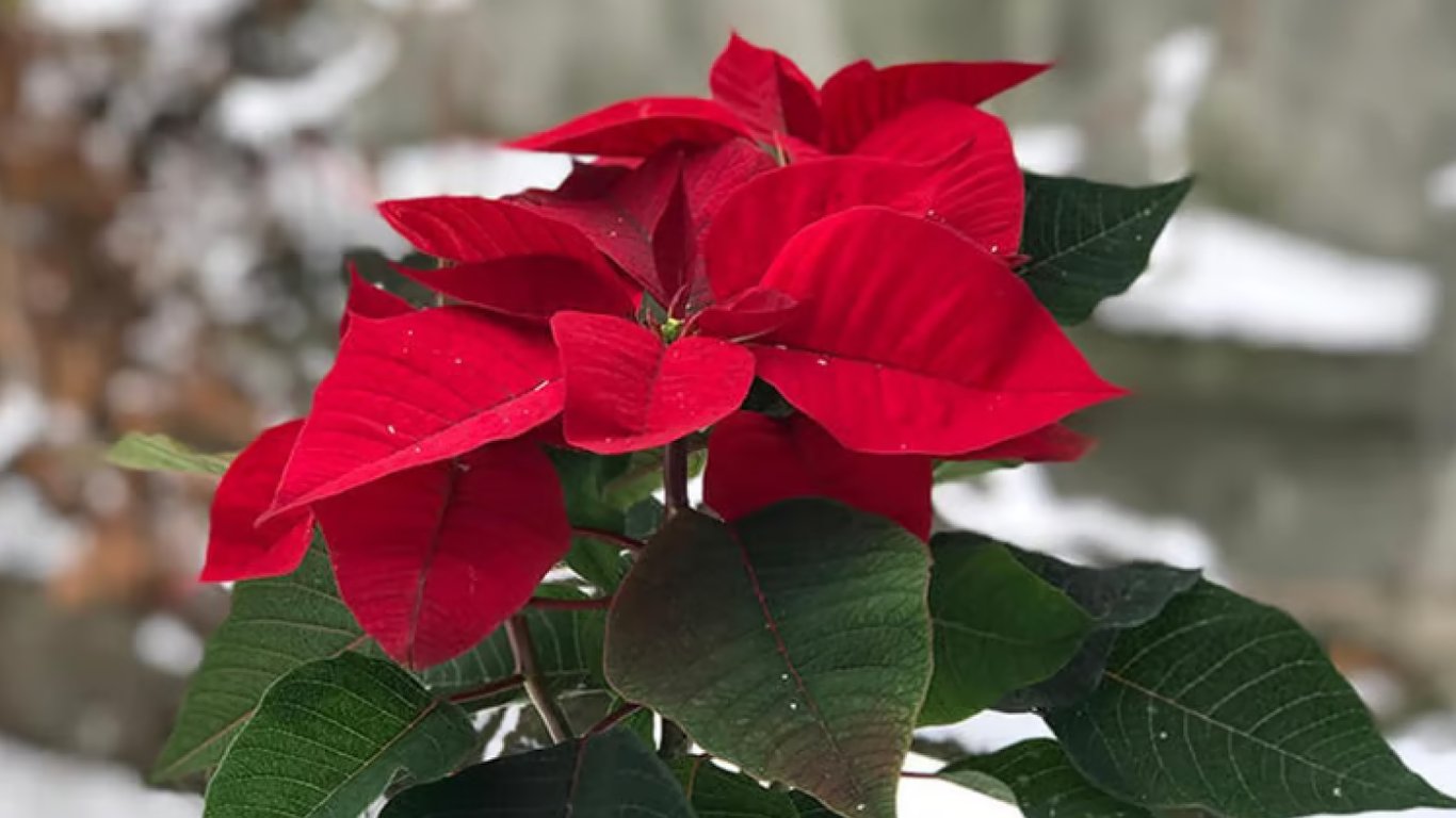 Пуансетія з яскраво-червоним листям на фоні зимового пейзажу.