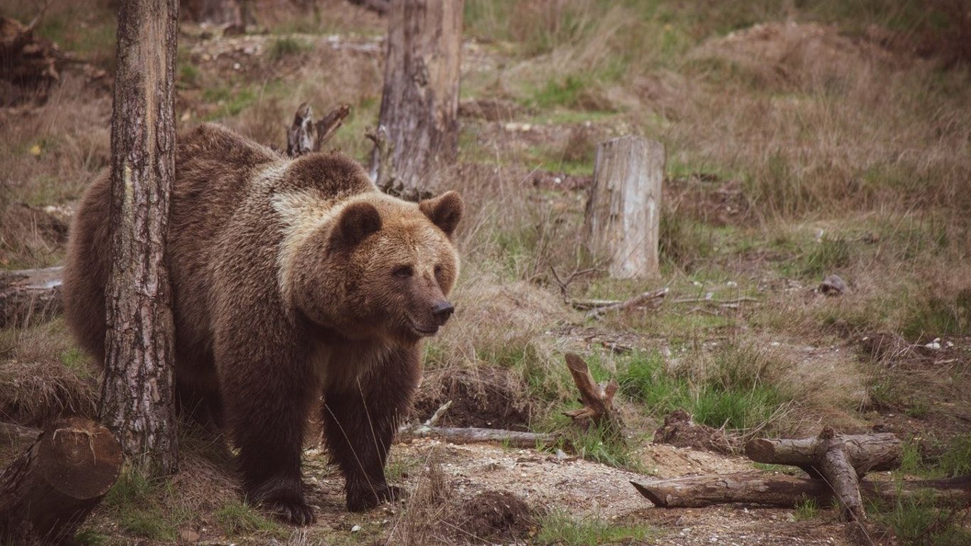 На Рівненщині помітили ведмедя: відео облетіло всю мережу