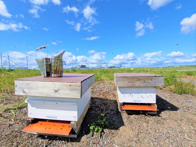 В одному з європейських аеропортів встановили вулики - фото 1