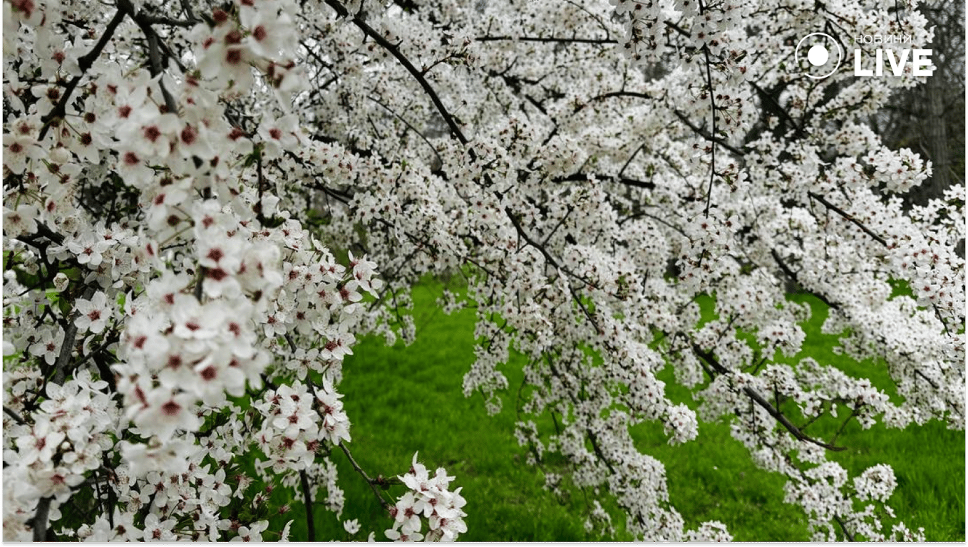 Урожай-2026 на Одещині: перші прогнози після холодної зими - фото 6