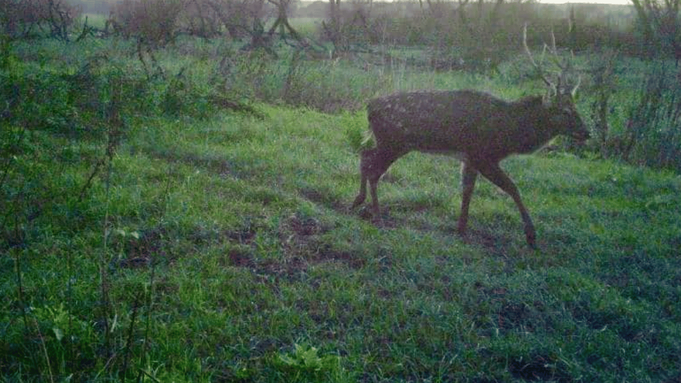 На прикордонні Одещини зафіксували небезпечних хижаків - фото 4