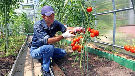 Заработок за границей — сколько платят украинцам за работу в теплице с помидорами в Нидерландах - 285x160