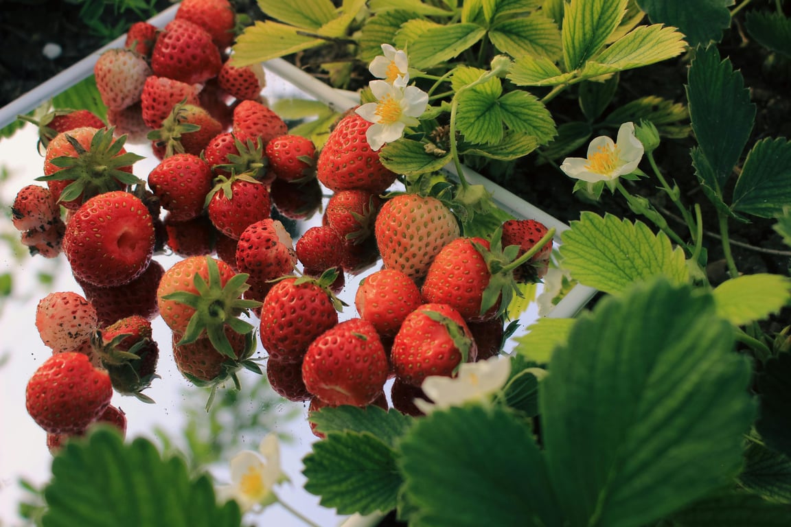 Большой урожай клубники на огороде