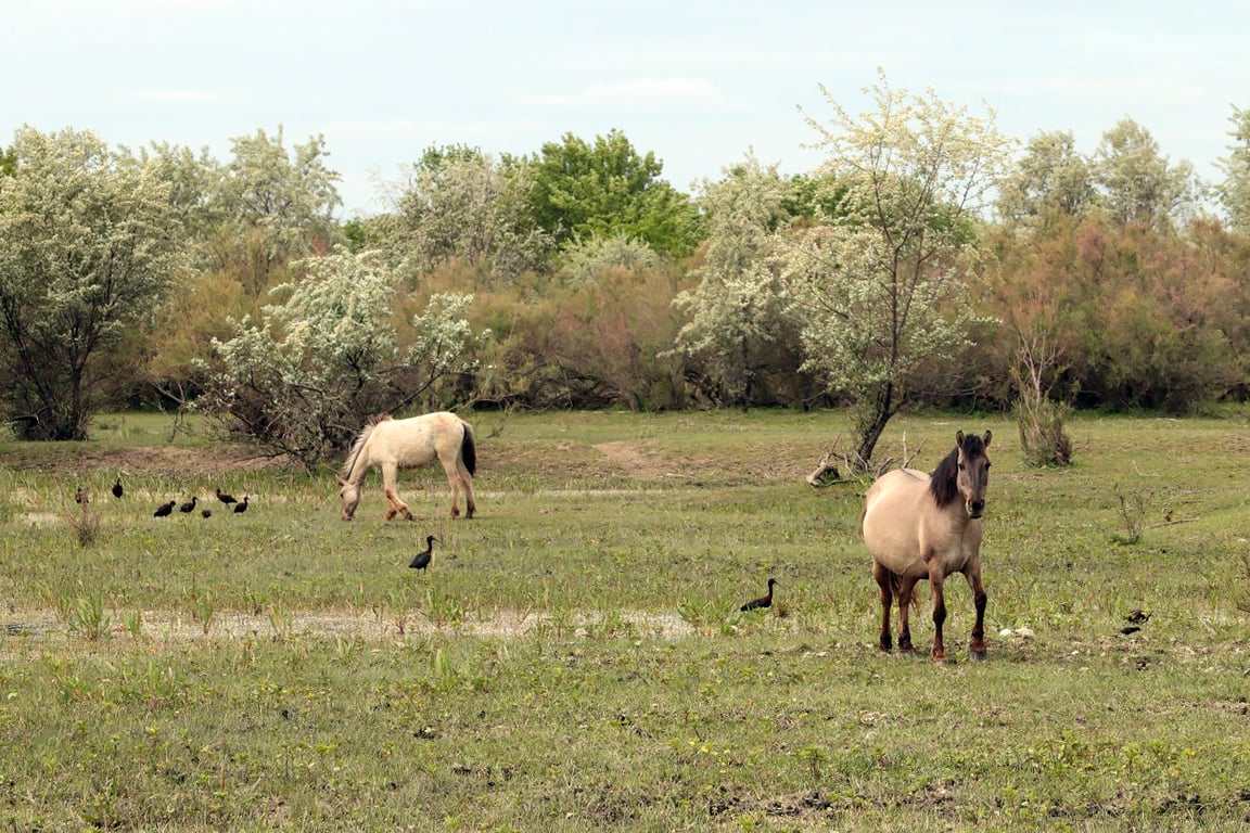 В Одесской области поселились дикие лошади из латвийских заповедников - фото 1