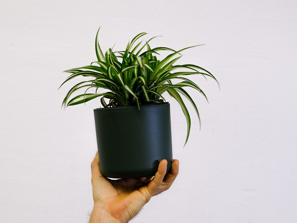 Человек, держащий траву Штернберга