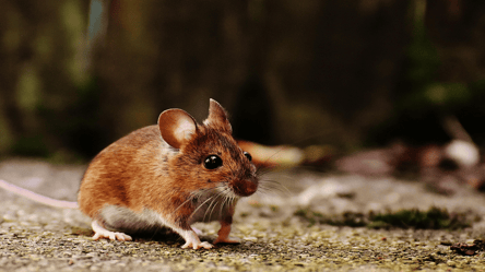 Важливий знак — до чого можуть снитися миші - 285x160