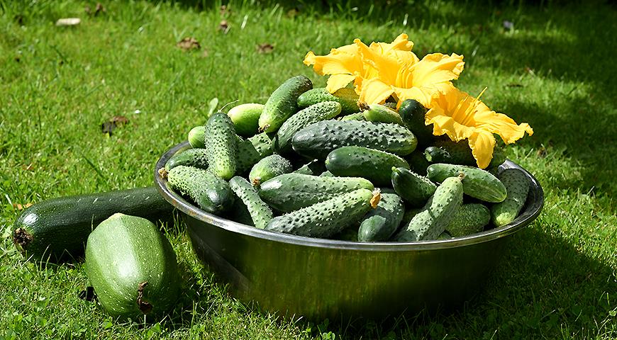 Кабачки и огурцы
