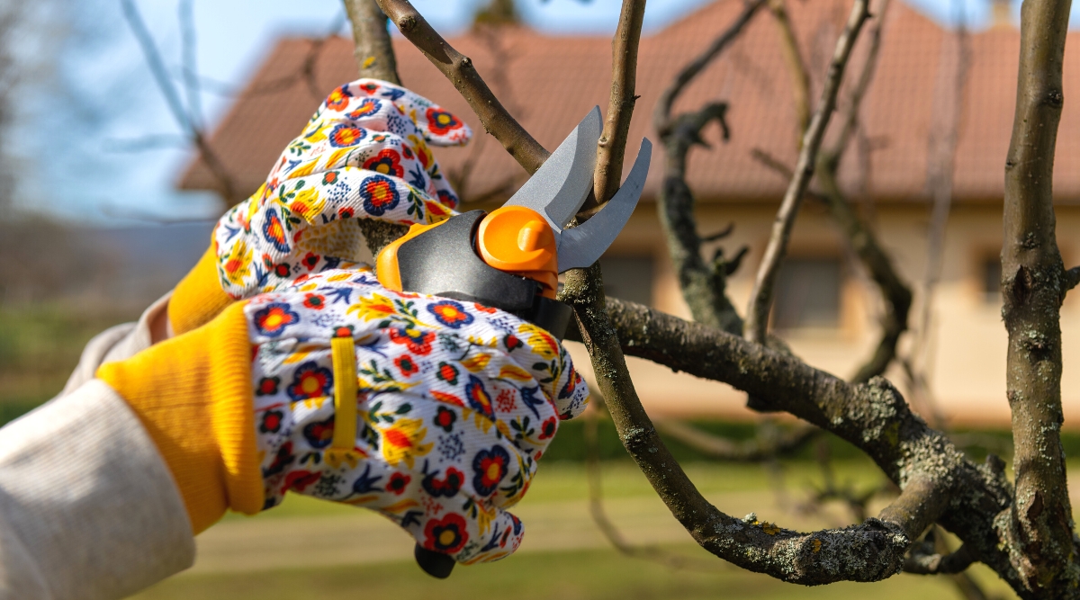 В какие даты октября 2025 года обрезать плодовые деревья