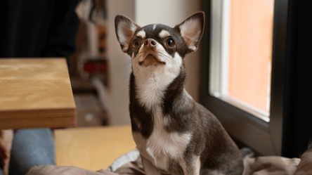 Внезапно забыл о смелости — сеть рассмешило видео с собачкой - 285x160