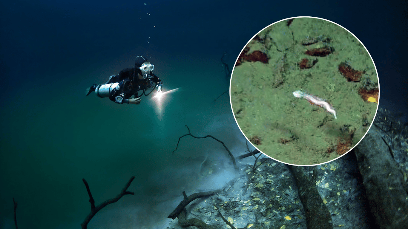 Виявлено моторошну глибоководну істоту, що живе біля джерела метану — фото
