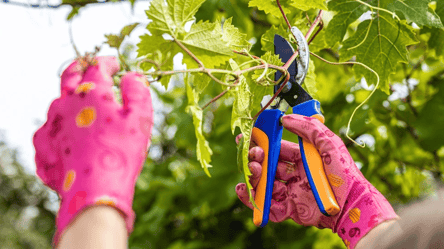 Обрезка винограда осенью — главная ошибка садоводов - 285x160