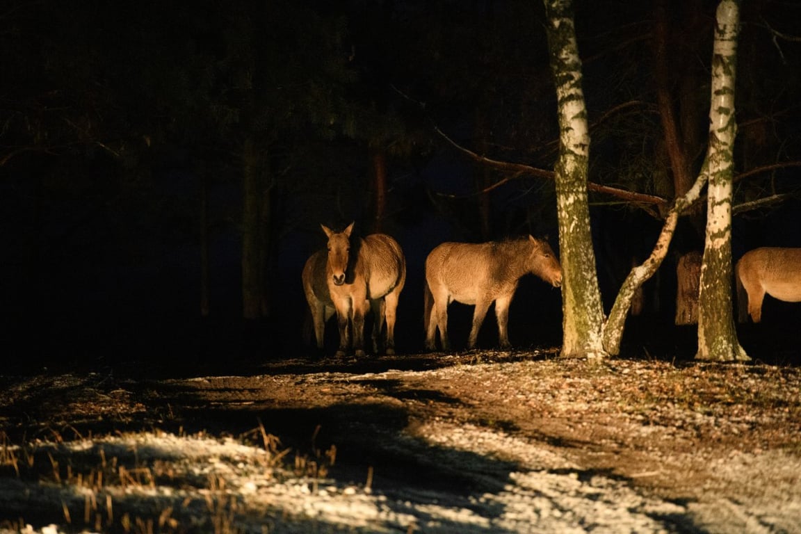 Животные в Чернобыле
