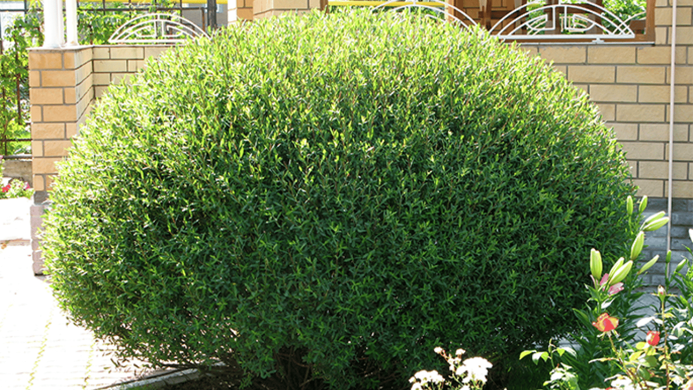 Верба пурпурова