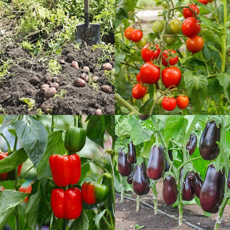Картофель, помидоры, перец, баклажаны