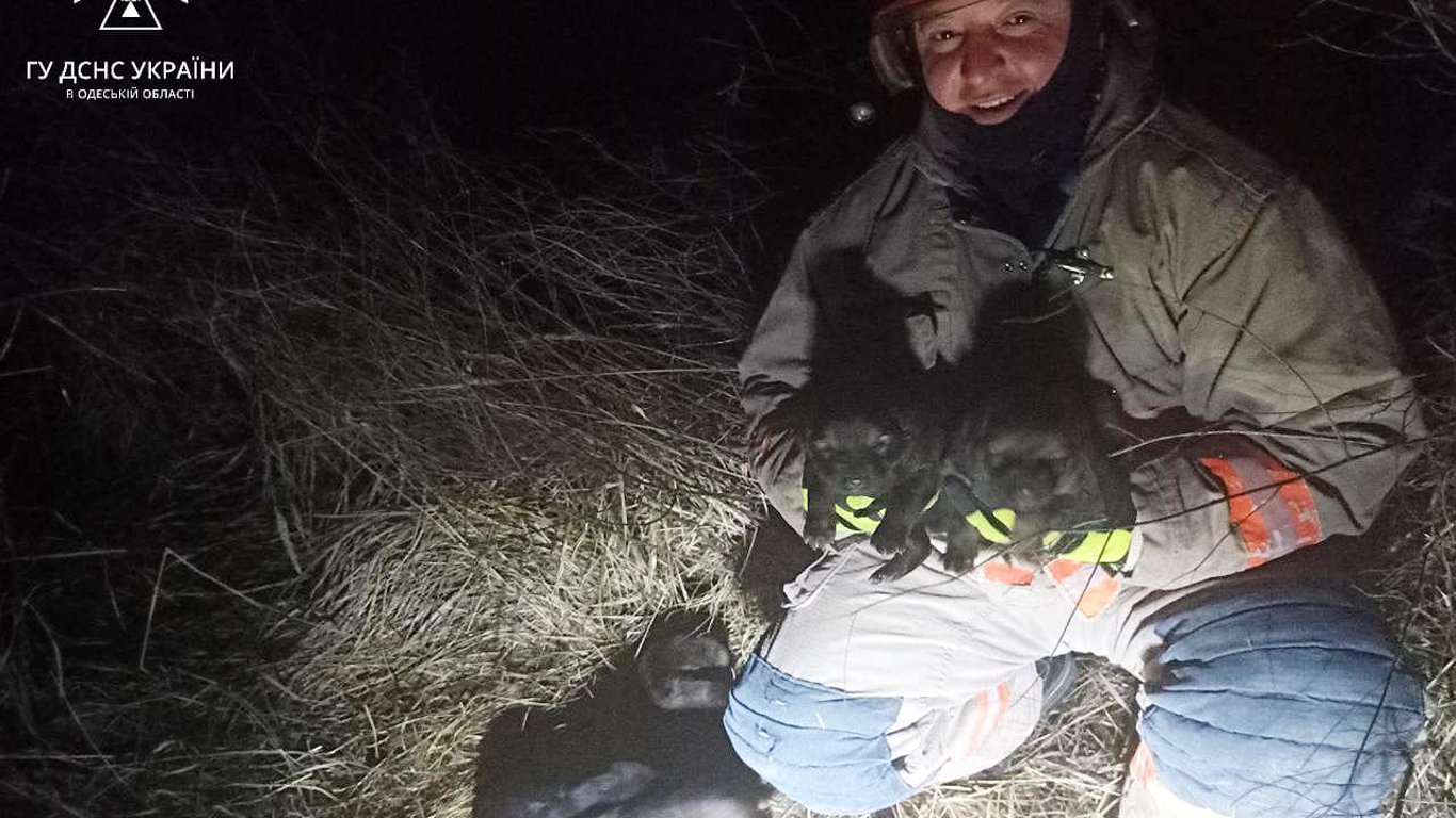 Одеські рятувальники не дали загинути одразу п'ятьом цуценятам
