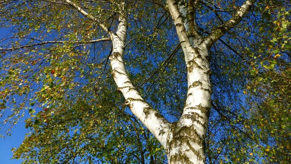 Большой ствол березы в саду