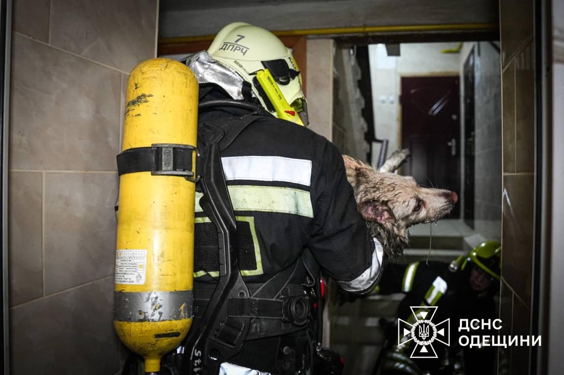 Двох песиків врятували — в Одесі спасали тварин з пожежі - фото 1
