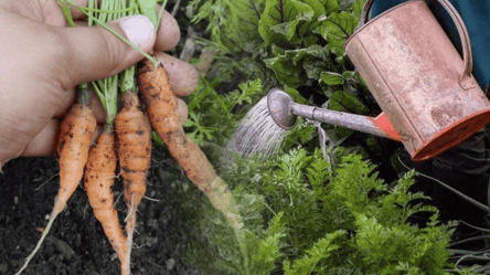 Морква росте кривою і тонкою — чим її полити в серпні 2025 - 285x160