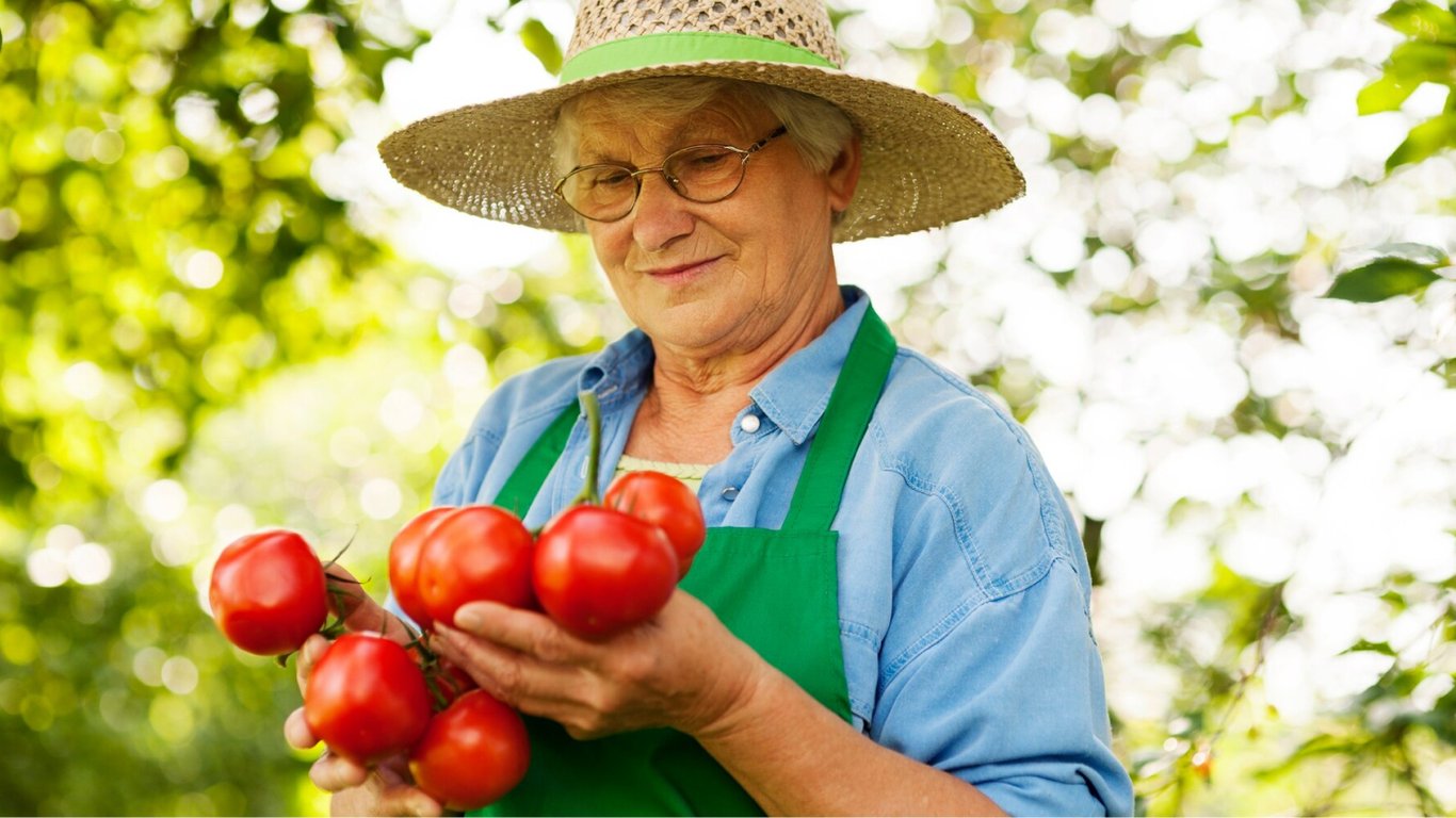 Чим удобрити помідори при посадці — врожай вас приємно здивує