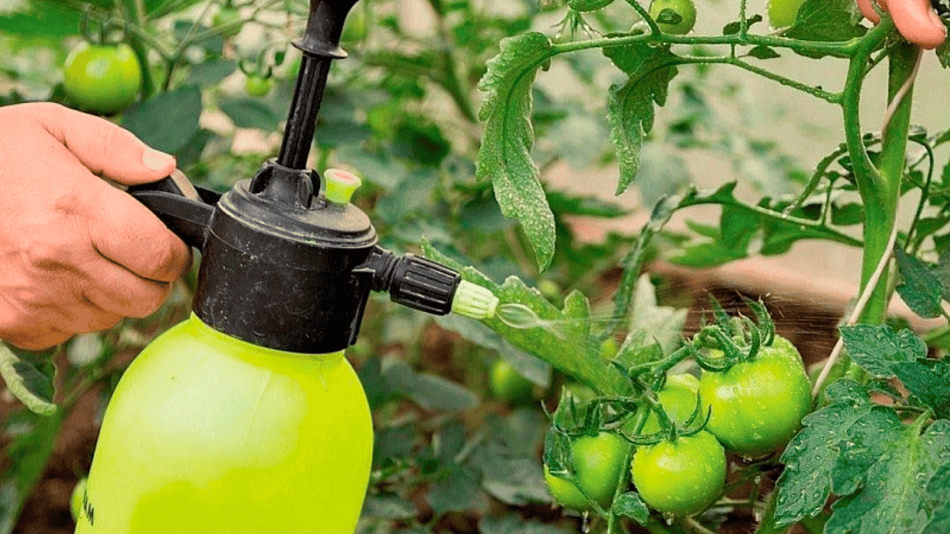Як захистити помідори від шкідників та грибка — корисні поради дачникам
