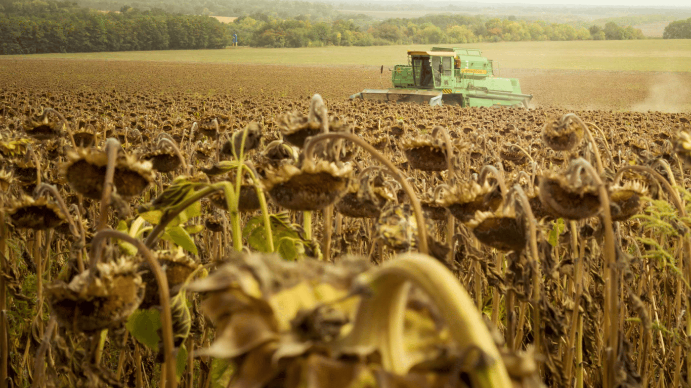 Ціни на зернові в Україні станом на 14 квітня 2024 року — скільки коштує соняшник