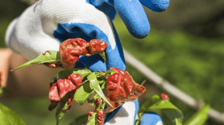 Курчавость персика — как распознать и вылечить грибковую болезнь - 285x160