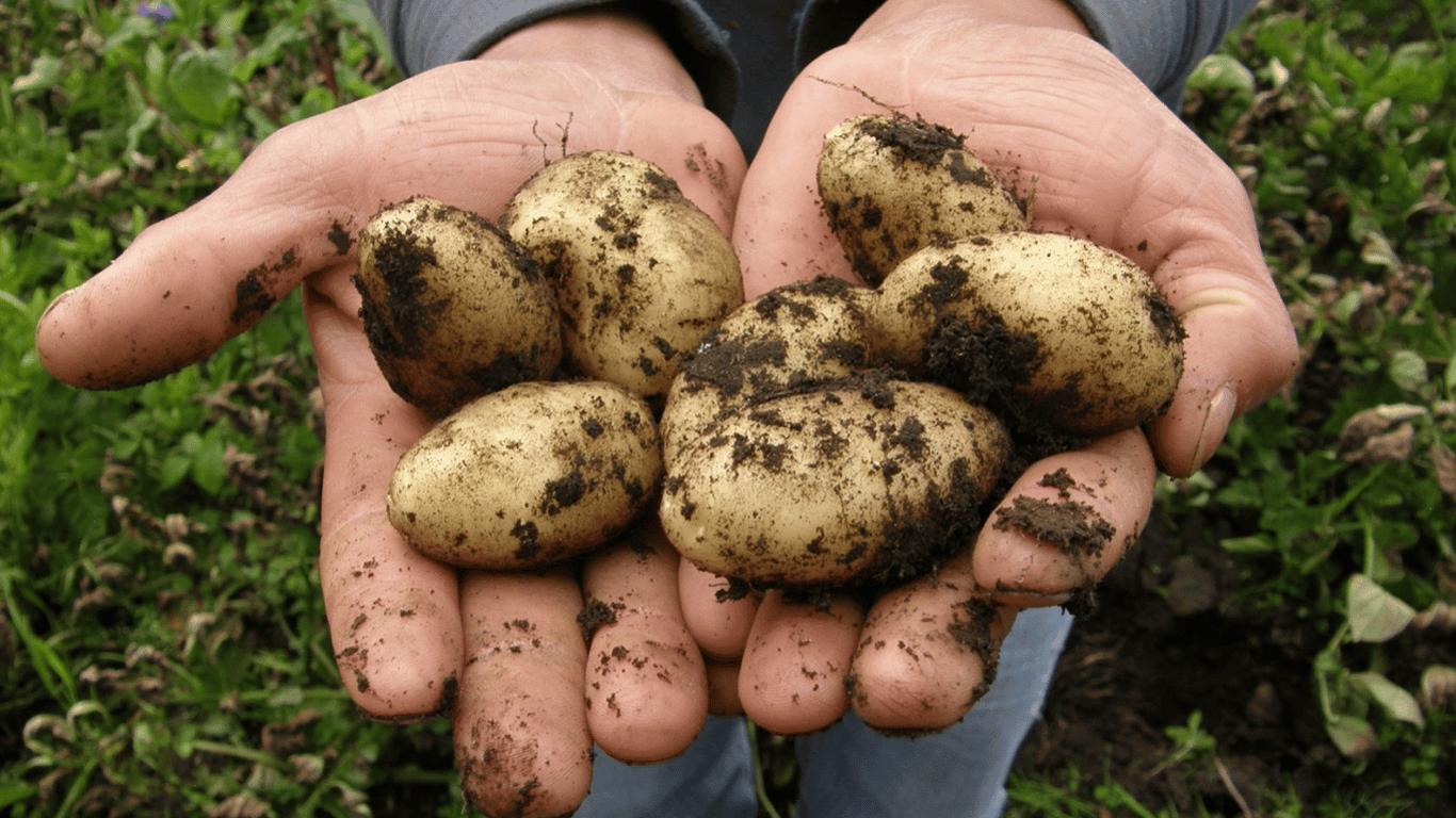 Как можно быстро отмыть грязные руки после чистки молодого картофеля – лайфхаки