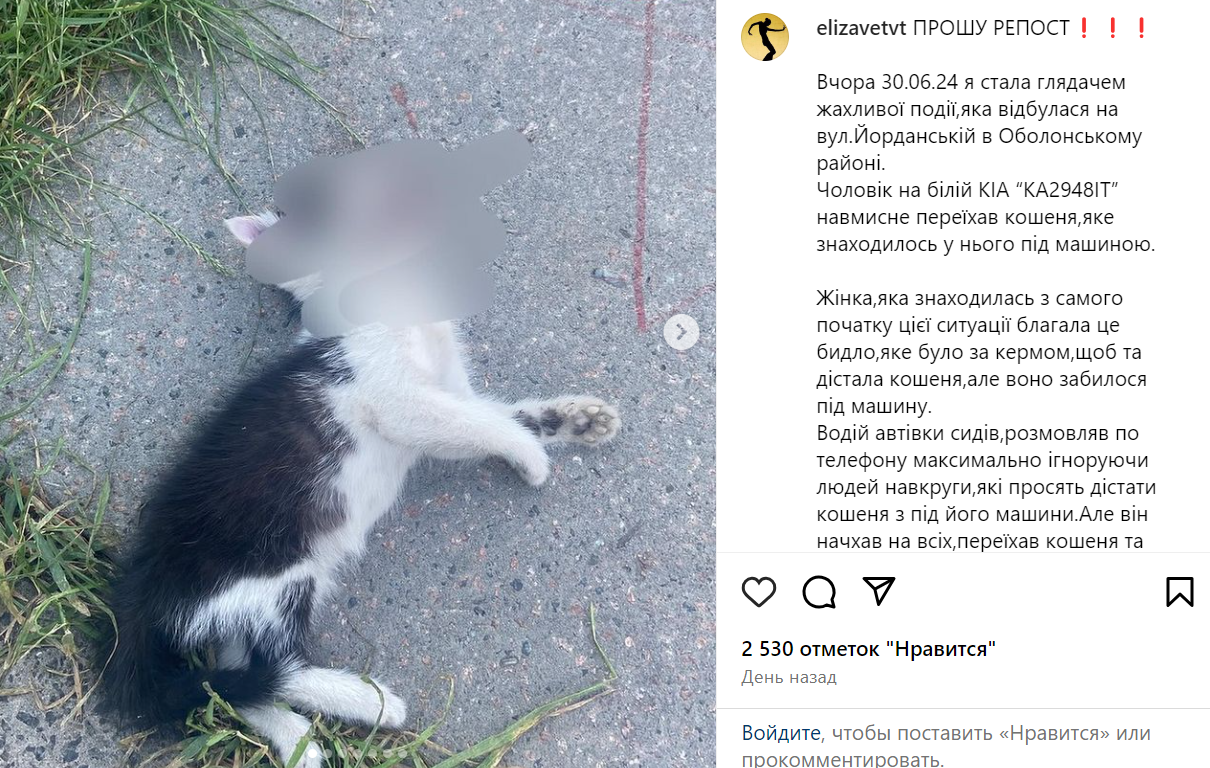 У Києві водій легковика переїхав двох котів — свідки кажуть, що навмисно - фото 1