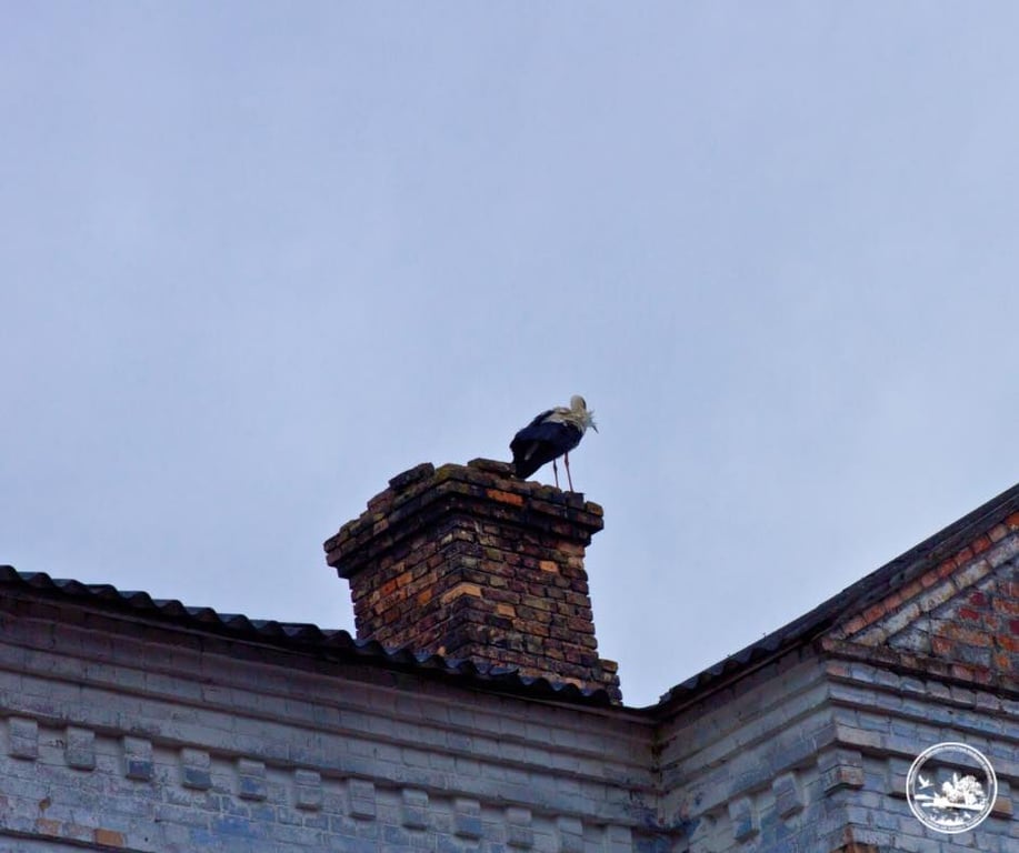 Білі лелеки у Чорнобилі