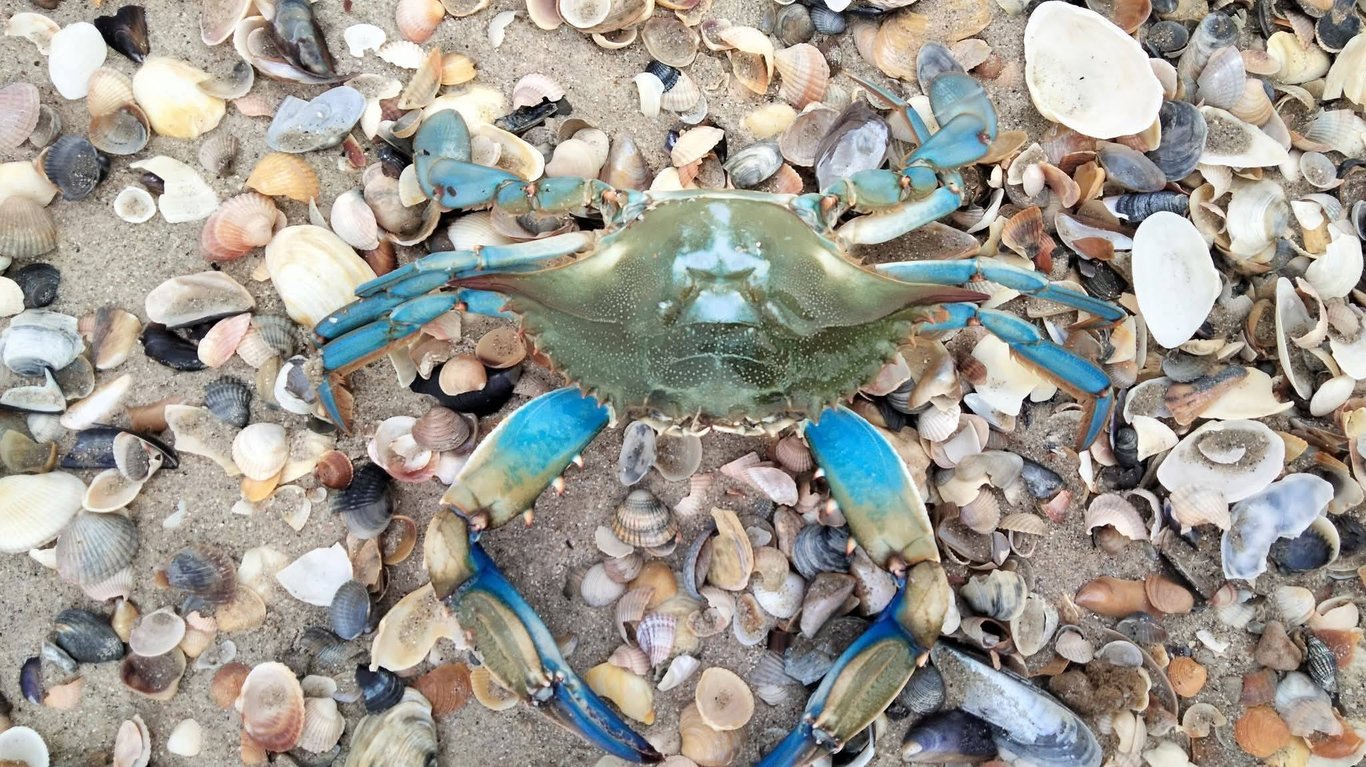 Краб на узбережжі Одещини