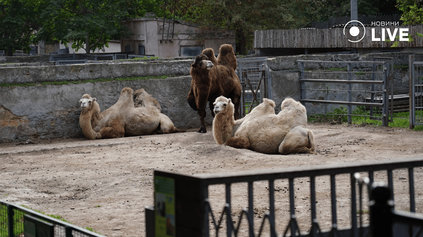 Camels in the zoo. Photo: News.LIVE/Yulia Braslavska