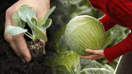 Ці сорти капусти ідеальні для засолювання — що варто посадити - 290x160