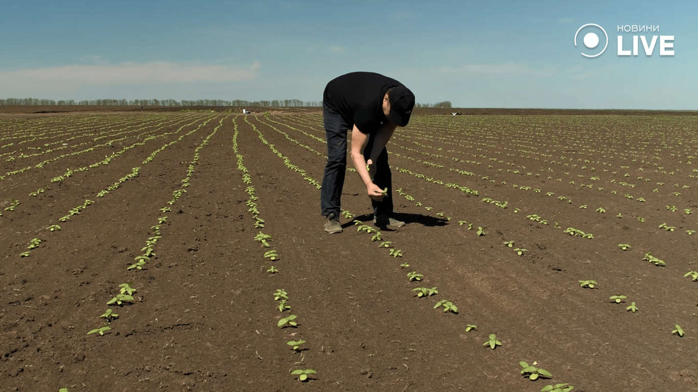 Одеські аграрії отримали гроші на розвиток господарств — скільки саме