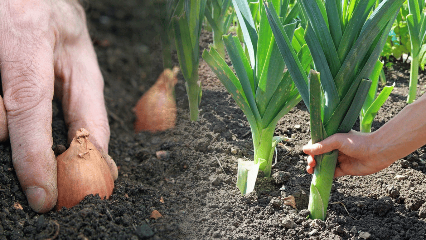Какой лук стоит посадить весной 2026 года: пять самых вкусных видов