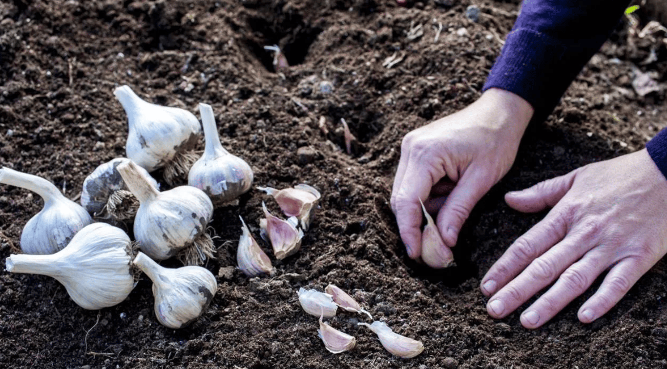 Чеснок