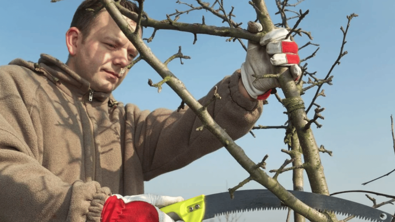 Чоловік обрізає сухі гілки.