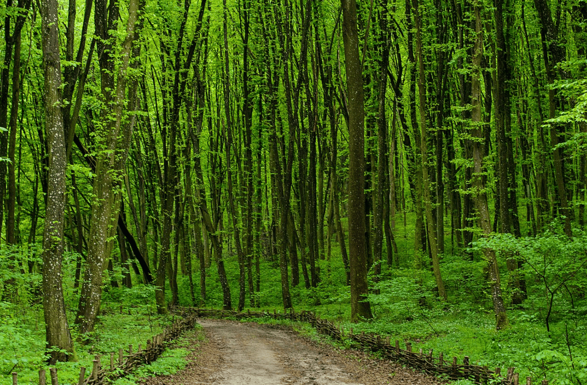 Скарб природи — ботанічний заказник за 20 км від Луцька - фото 1