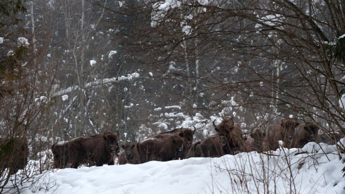 На Львовщине зафиксирована самая большая популяция бизонов в Украине — видео